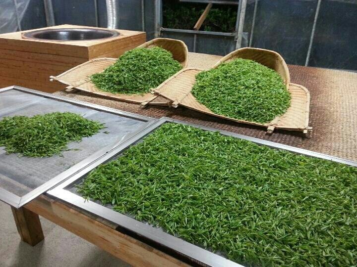 Tea leaves at different oxidation stages from green to dark